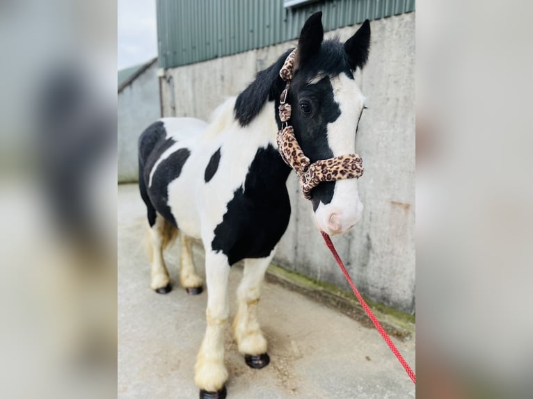 Cob Ruin 4 Jaar 155 cm Appaloosa in Sligo