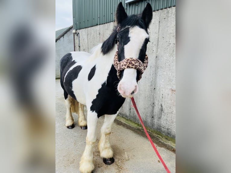 Cob Ruin 4 Jaar 155 cm Appaloosa in Sligo