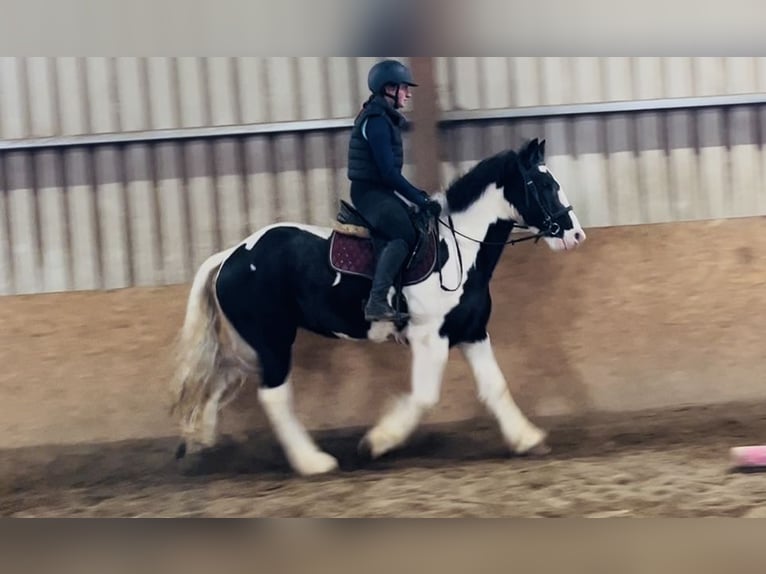 Cob Ruin 4 Jaar 155 cm Appaloosa in Sligo