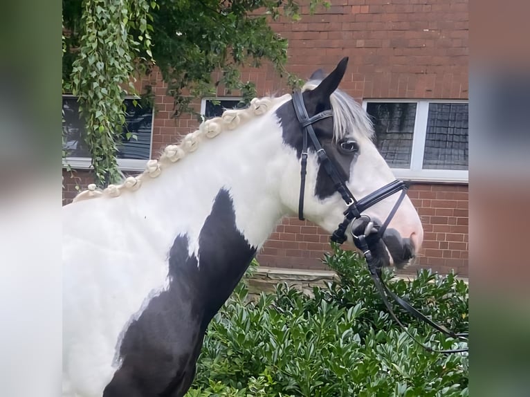 Cob Ruin 4 Jaar 155 cm Gevlekt-paard in Hopsten