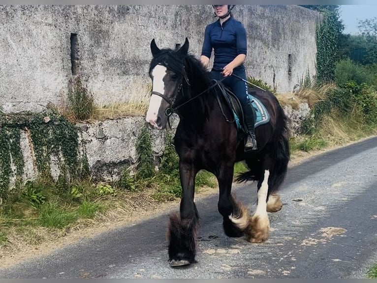 Cob Ruin 4 Jaar 156 cm Zwart in Sligo