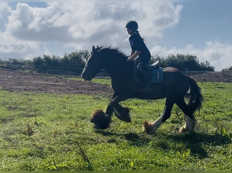 Cob Ruin 4 Jaar 156 cm Zwart in Sligo