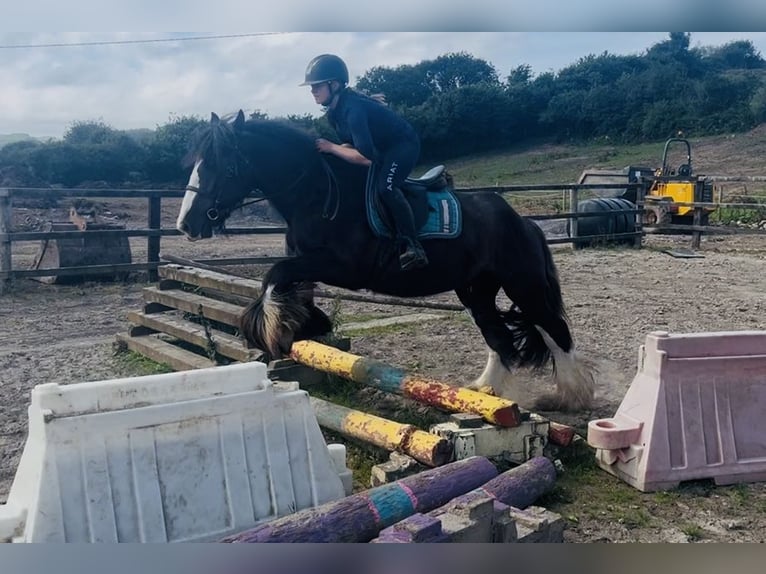Cob Ruin 4 Jaar 156 cm Zwart in Sligo
