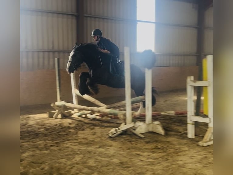 Cob Ruin 4 Jaar 156 cm Zwart in Sligo