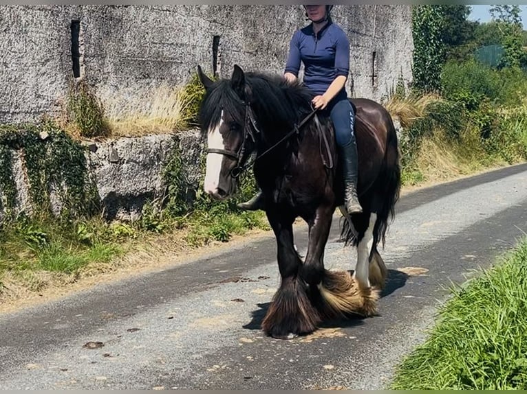 Cob Ruin 4 Jaar 156 cm Zwart in Sligo