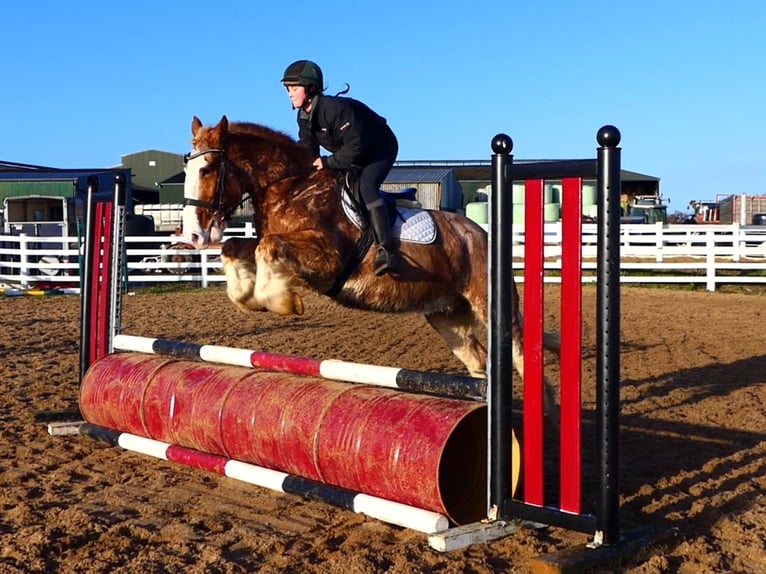Cob Ruin 4 Jaar 159 cm Roan-Red in Mountrath