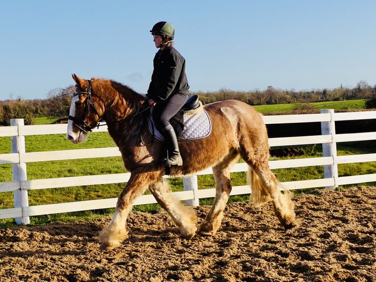 Cob Ruin 4 Jaar 159 cm Roan-Red in Mountrath