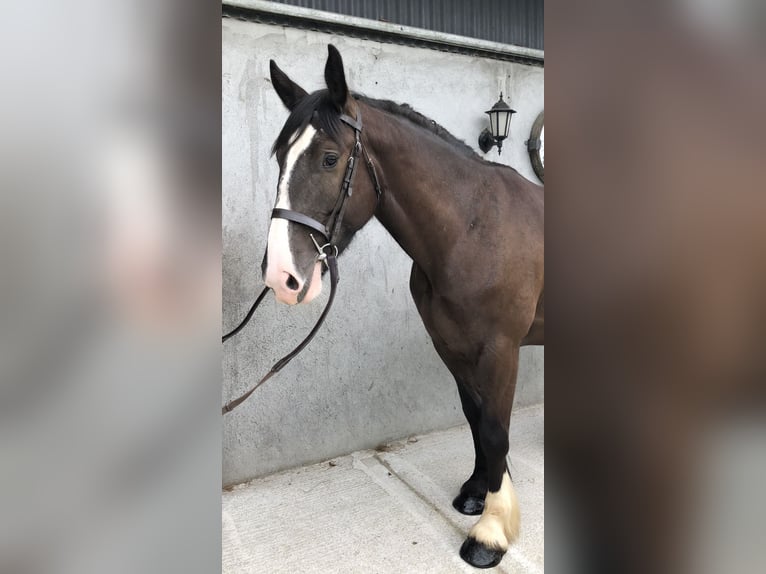 Cob Ruin 4 Jaar 161 cm Bruin in Galway