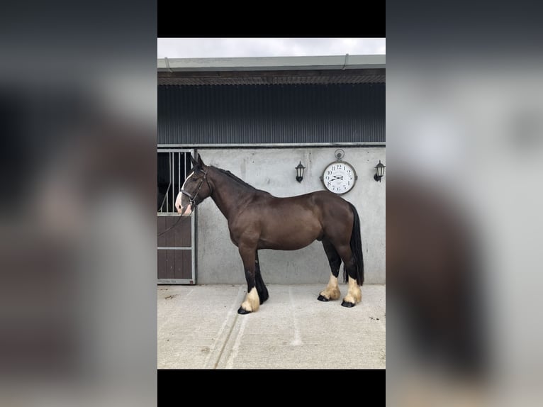 Cob Ruin 4 Jaar 161 cm Bruin in Galway