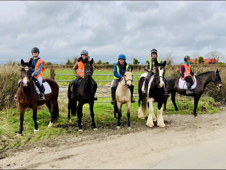 Cob Ruin 4 Jaar 162 cm Gevlekt-paard in Mountrath