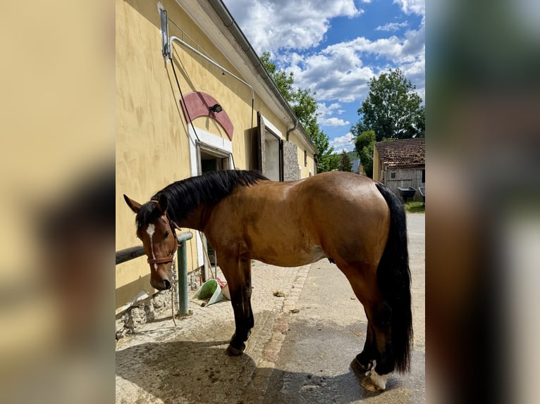 Cob Ruin 4 Jaar 162 cm Roodbruin in Tulln