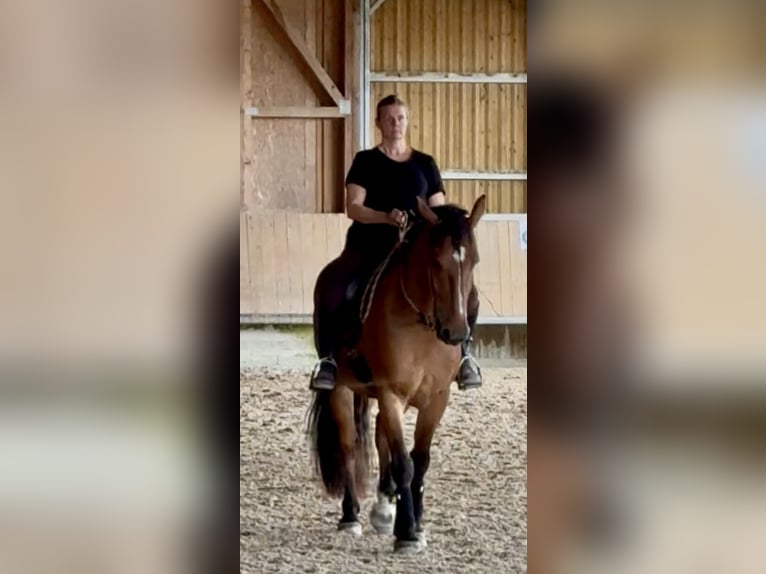 Cob Ruin 4 Jaar 162 cm Roodbruin in Tulln