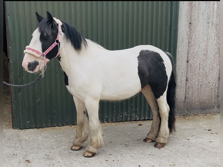Cob Ruin 5 Jaar 125 cm Gevlekt-paard in Sligo