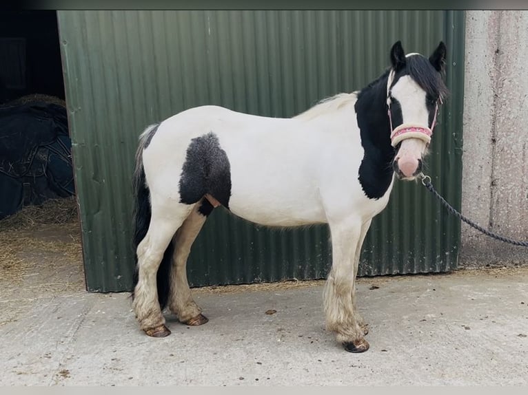 Cob Ruin 5 Jaar 125 cm Gevlekt-paard in Sligo