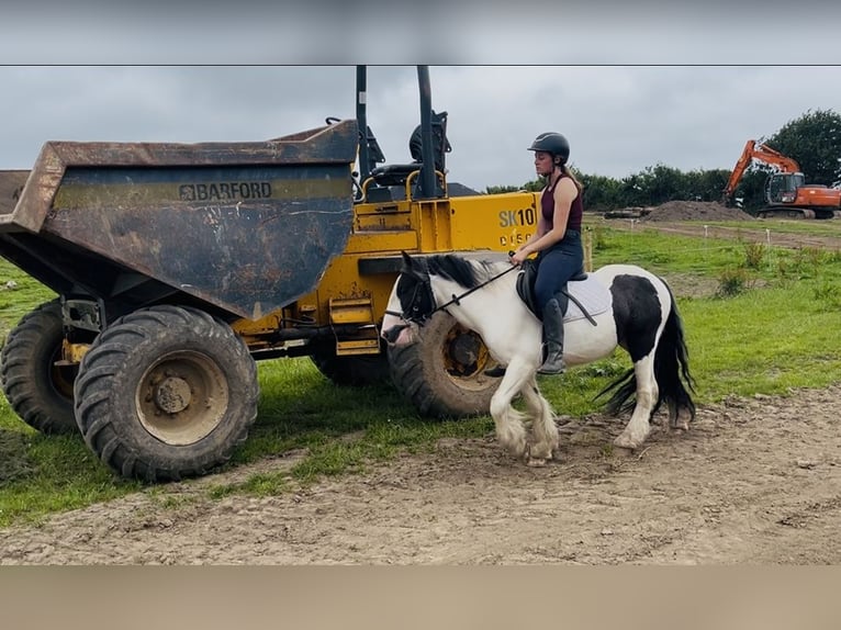Cob Ruin 5 Jaar 125 cm Gevlekt-paard in Sligo