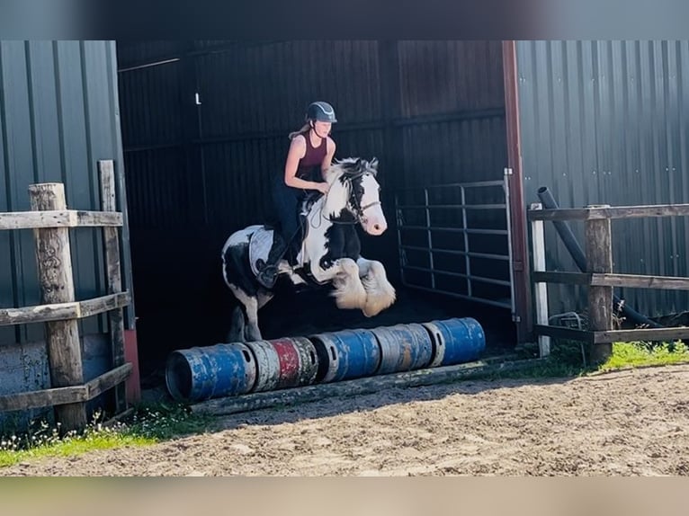 Cob Ruin 5 Jaar 128 cm Gevlekt-paard in Sligo