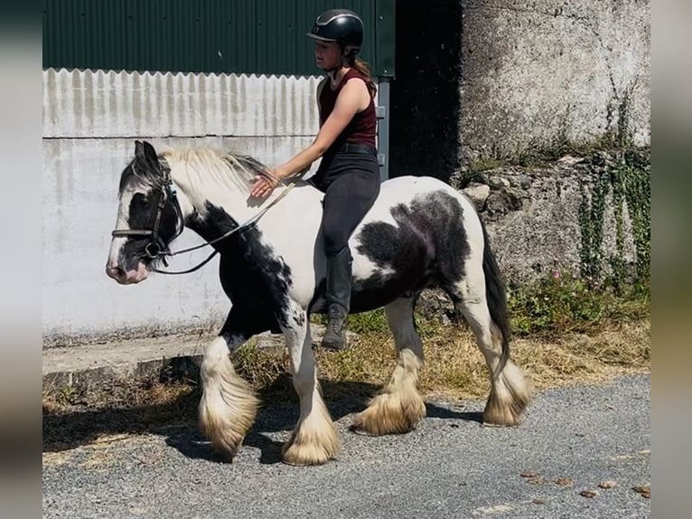 Cob Ruin 5 Jaar 128 cm Gevlekt-paard in Sligo