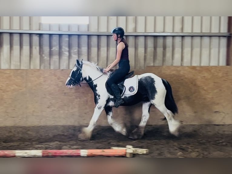 Cob Ruin 5 Jaar 128 cm Gevlekt-paard in Sligo
