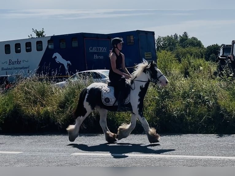 Cob Ruin 5 Jaar 128 cm Gevlekt-paard in Sligo