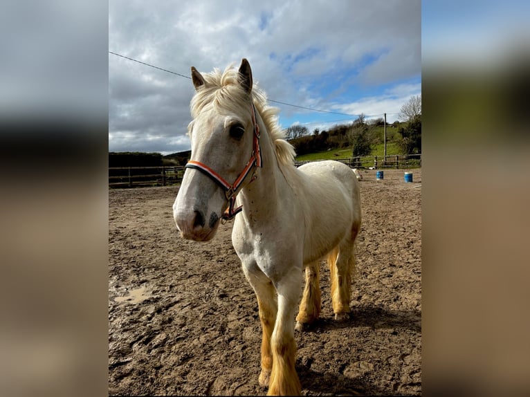 Cob Ruin 5 Jaar 145 cm Palomino in Sligo