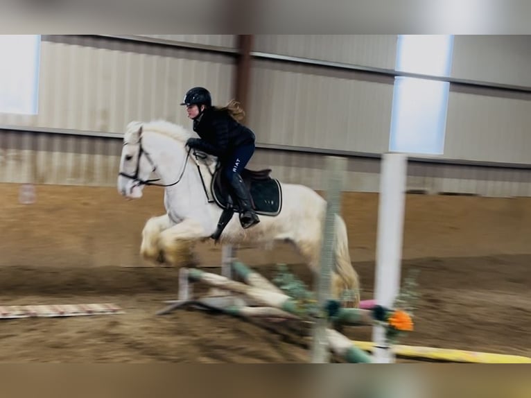 Cob Ruin 5 Jaar 145 cm Palomino in Sligo