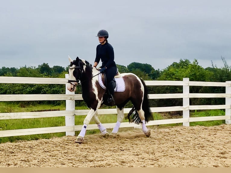 Cob Ruin 5 Jaar 148 cm Gevlekt-paard in Mountrath