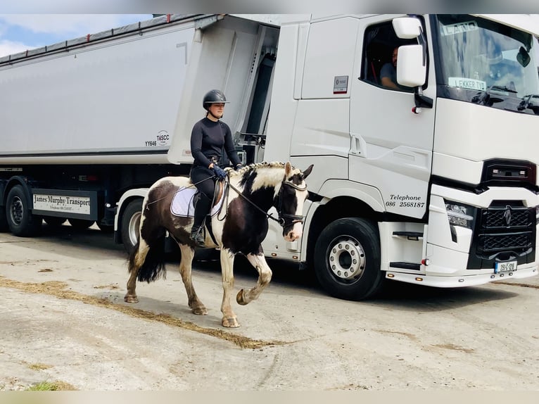 Cob Ruin 5 Jaar 148 cm Gevlekt-paard in Mountrath