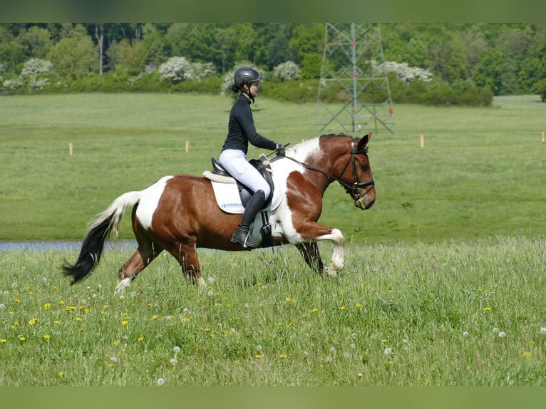 Cob Ruin 5 Jaar 150 cm Gevlekt-paard in Ganschow