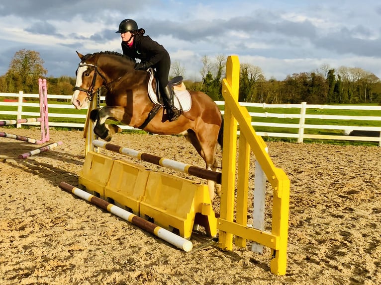 Cob Ruin 5 Jaar 152 cm Bruin in Mountrath