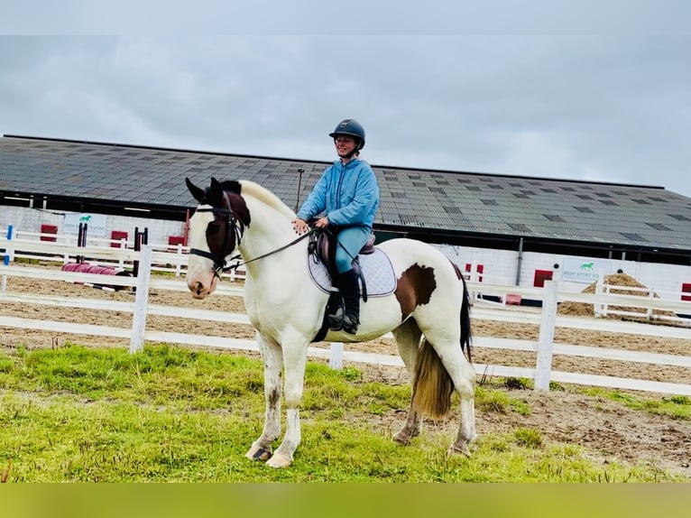 Cob Ruin 5 Jaar 158 cm Gevlekt-paard in Mountrath
