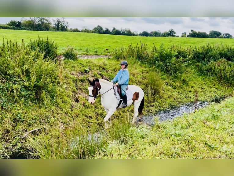 Cob Ruin 5 Jaar 158 cm Gevlekt-paard in Mountrath