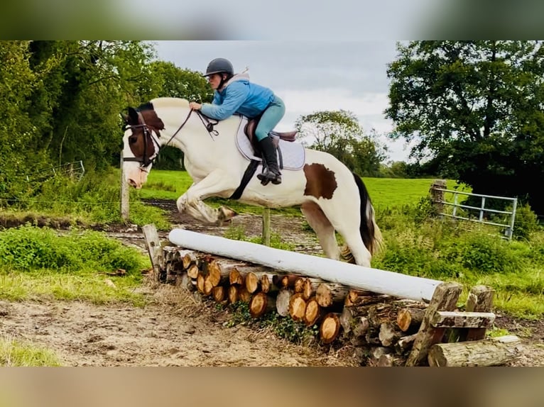 Cob Ruin 5 Jaar 158 cm Gevlekt-paard in Mountrath