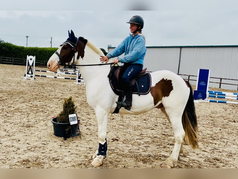 Cob Ruin 5 Jaar 158 cm Gevlekt-paard in Mountrath