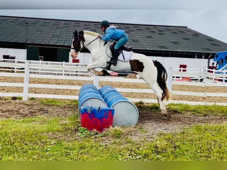 Cob Ruin 5 Jaar 158 cm Gevlekt-paard in Mountrath