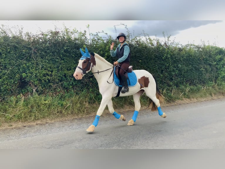 Cob Ruin 5 Jaar 158 cm Gevlekt-paard in Mountrath