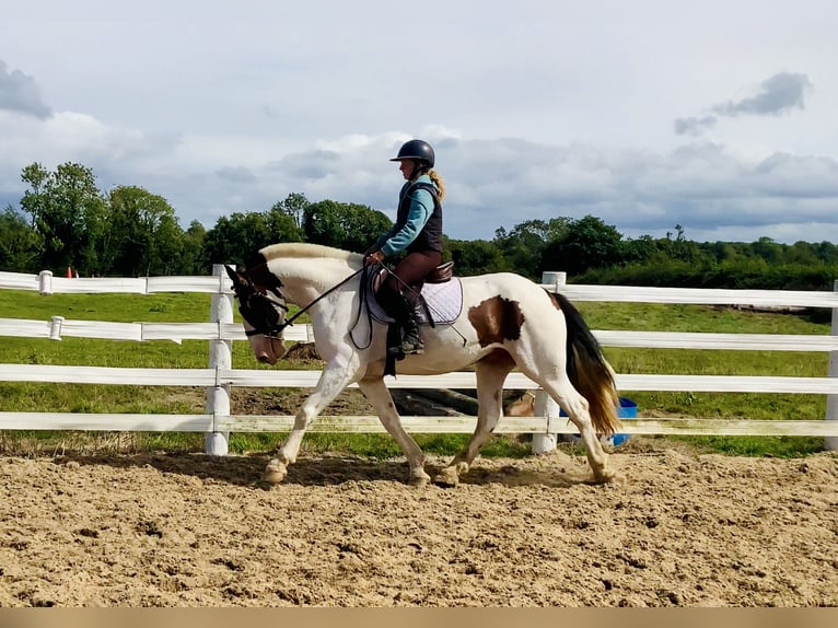 Cob Ruin 5 Jaar 158 cm Gevlekt-paard in Mountrath