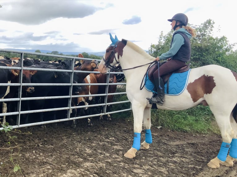 Cob Ruin 5 Jaar 158 cm Gevlekt-paard in Mountrath
