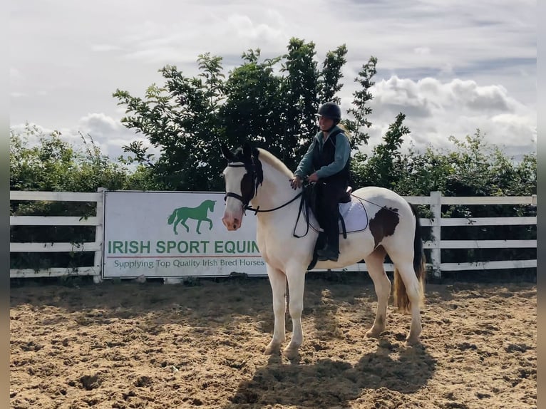 Cob Ruin 5 Jaar 158 cm Gevlekt-paard in Mountrath