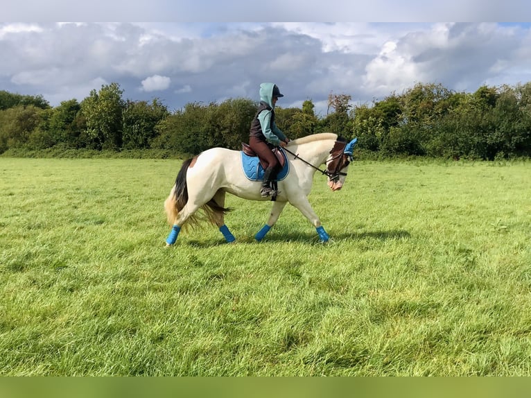Cob Ruin 5 Jaar 158 cm Gevlekt-paard in Mountrath
