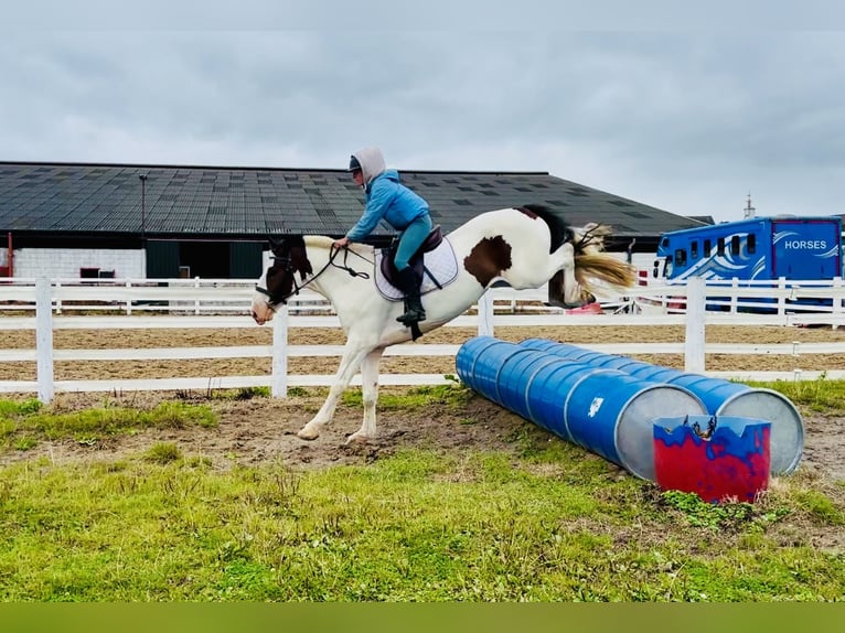 Cob Ruin 5 Jaar 158 cm Gevlekt-paard in Mountrath