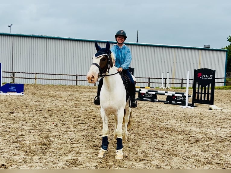 Cob Ruin 5 Jaar 158 cm Gevlekt-paard in Mountrath