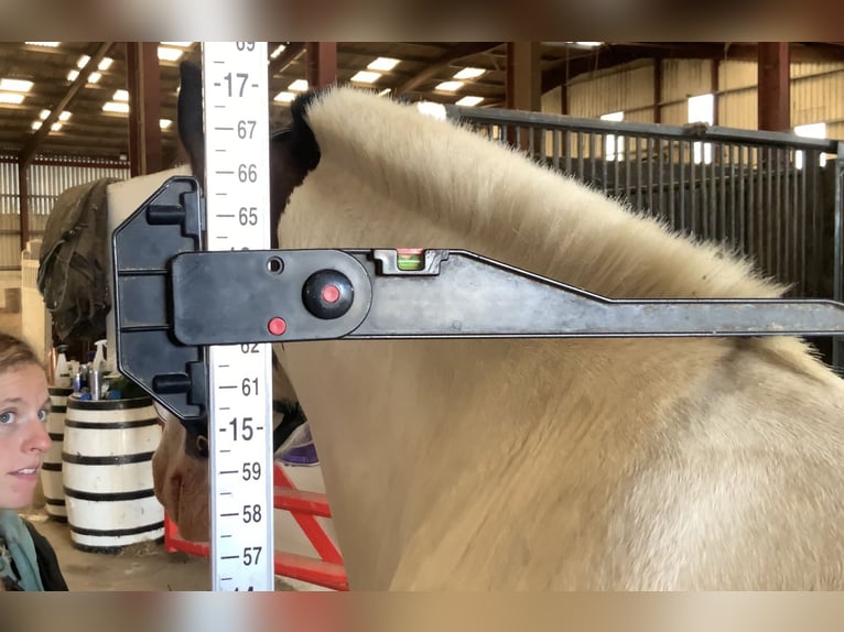 Cob Ruin 5 Jaar 158 cm Gevlekt-paard in Mountrath
