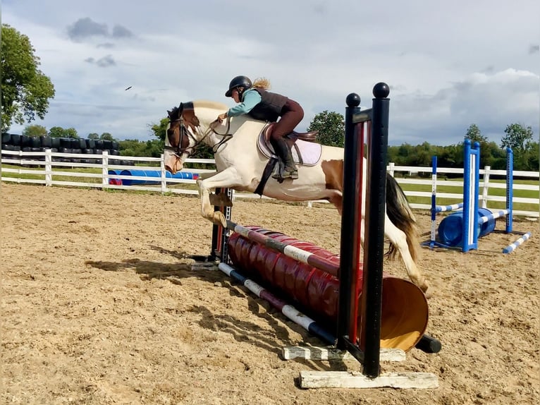 Cob Ruin 5 Jaar 158 cm Gevlekt-paard in Mountrath