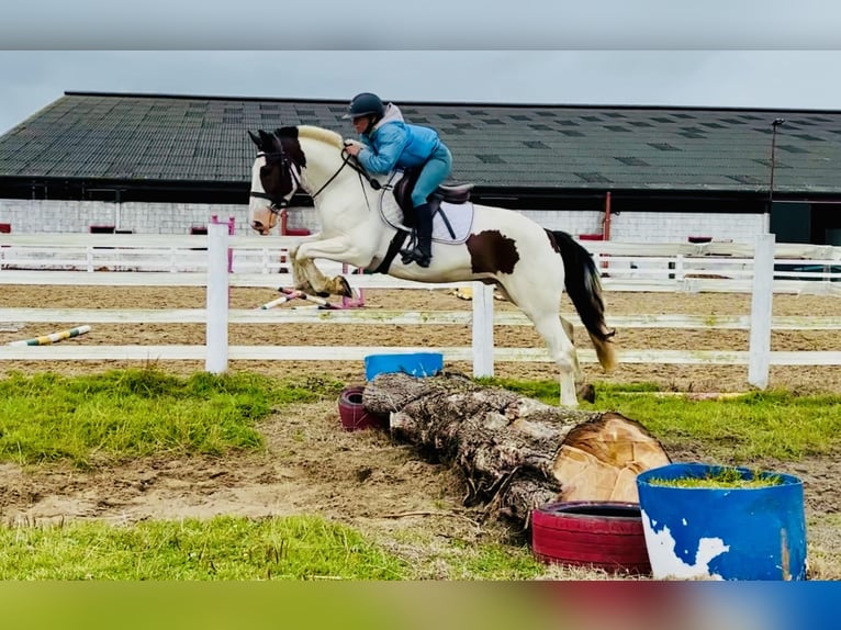 Cob Ruin 5 Jaar 158 cm Gevlekt-paard in Mountrath
