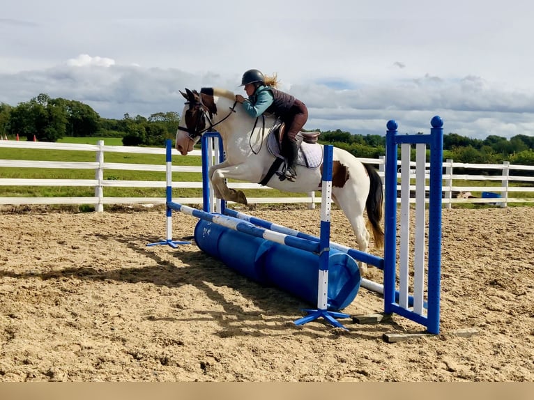 Cob Ruin 5 Jaar 158 cm Gevlekt-paard in Mountrath