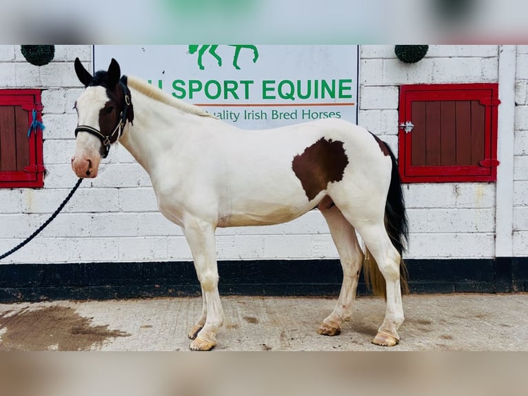Cob Ruin 5 Jaar 158 cm Gevlekt-paard in Mountrath