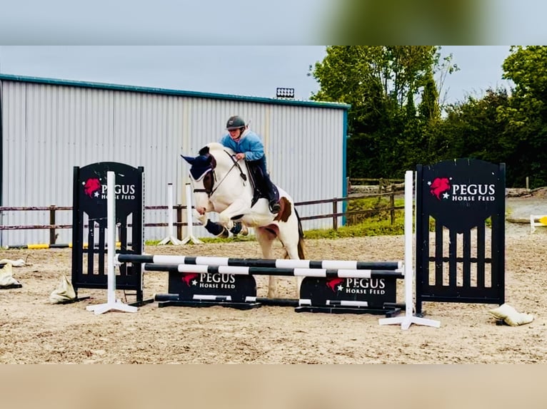 Cob Ruin 5 Jaar 158 cm Gevlekt-paard in Mountrath