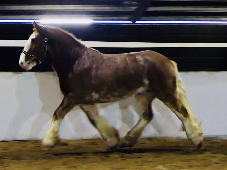 Cob Ruin 5 Jaar 159 cm Roan-Red in Mountrath