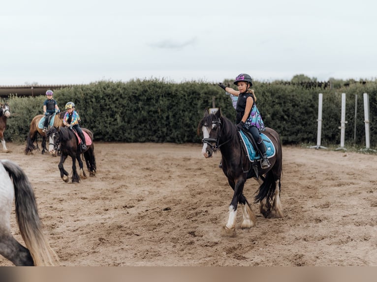 Cob Mix Ruin 6 Jaar 140 cm Zwart in Trebbin