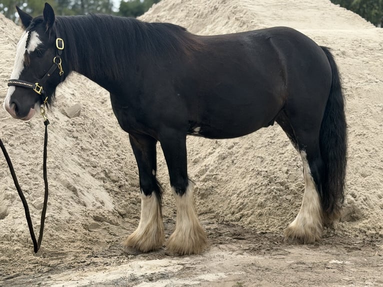 Cob Mix Ruin 6 Jaar 140 cm Zwart in Trebbin